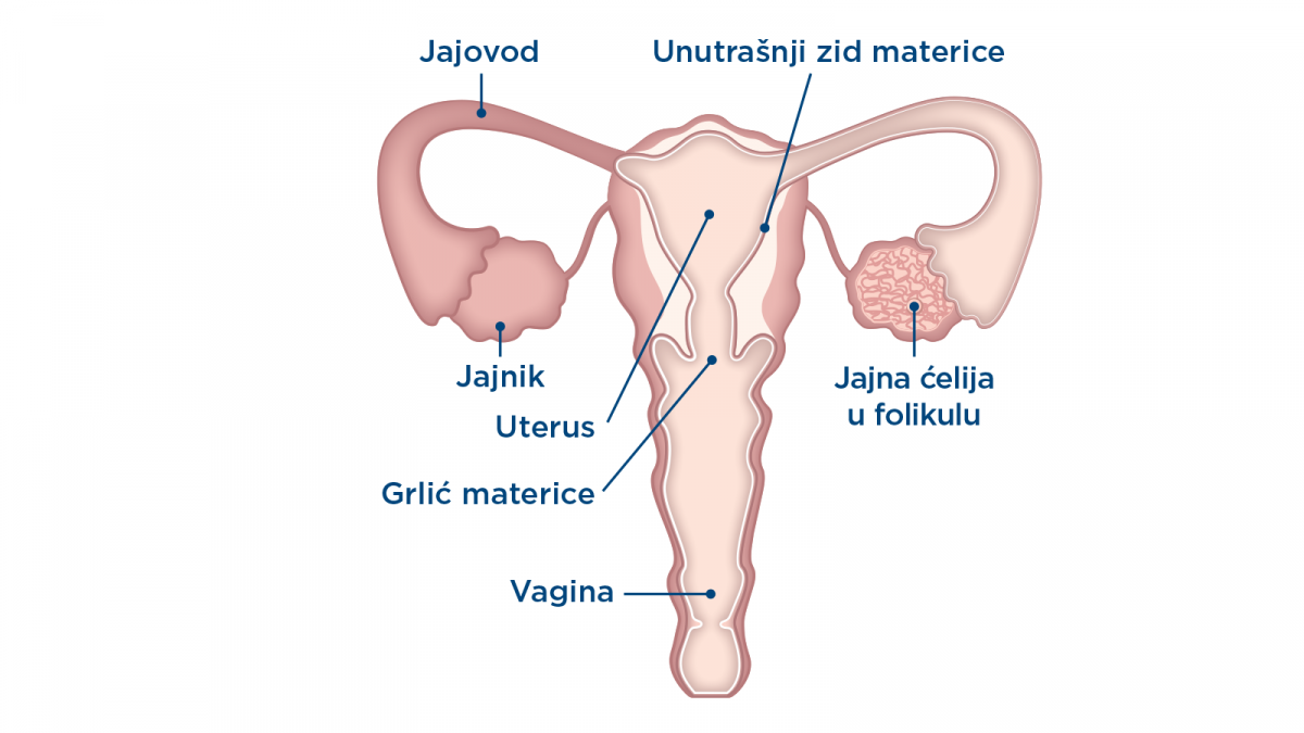 Ženski reproduktivni organi
